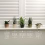 Quintet Of Mini House Plants And Ceramic Planters Gift, thumbnail 2 of 4