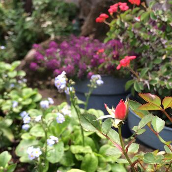 Bracelet Charms With Real Flowers Eight Designs Fits Popular Charm Bracelets, 9 of 12