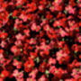Flowers Aubretia Red Six X Plug Plant Pack, thumbnail 4 of 5
