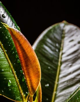 'Ficus Robusta Abidjan' Rubber Plant Houseplant, 5 of 5