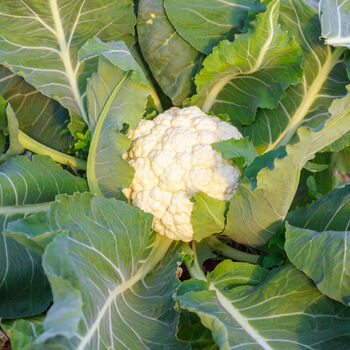 Cauliflower 'White Excel' 12 X Plant Pack, 2 of 7