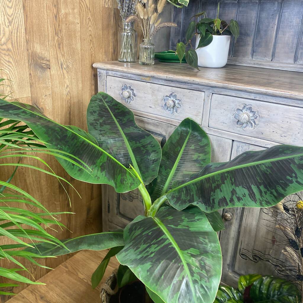 Banana Tree House Plant Big Indoor Plant By The Ginger Jungle