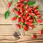 Chilli Plants Prairie Fire One X 9cm Pot, thumbnail 1 of 7