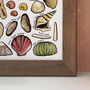 Seashells Of Britain Wildlife Watercolour Print, thumbnail 7 of 7