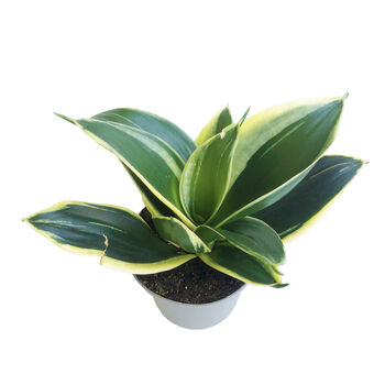 Snake Plant Jade Pagoda Indoors Plant In 9cm Pot, 4 of 4