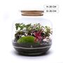 Diy Terrarium Kit With Plants | 'Malaga', thumbnail 3 of 12