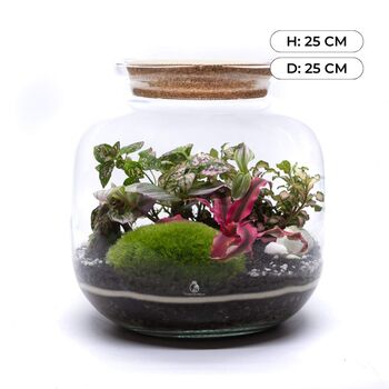 Diy Terrarium Kit With Plants | 'Malaga', 3 of 12