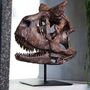 Carnotosaurus 3D Replica Dinosaur Skull, thumbnail 1 of 3