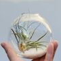 Air Plant Terrarium Wall Hanging Glass Vase, thumbnail 1 of 3