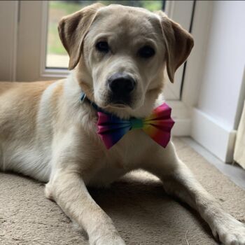 Rainbow Ombre Dog Bow Tie, 9 of 10