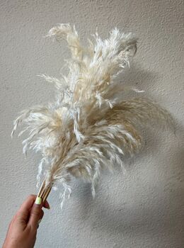 Dried Pampas Stems, 2 of 4