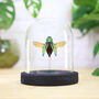 Calepyga Jewel Beetle Insect Bug Entomology Taxidermy Bell Jar, thumbnail 1 of 3