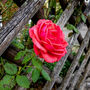 Hybrid Tea Rose 'Fragrant Cloud' Plant 5 L Pot, thumbnail 3 of 6