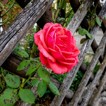 Hybrid Tea Rose 'Fragrant Cloud' Plant 5 L Pot, 3 of 6