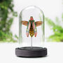 Metallic Wood Boring Beetle Insect Bug Entomology Taxidermy Bell Jar, thumbnail 1 of 3