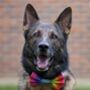Rainbow Ombre Dog Bow Tie, thumbnail 2 of 10
