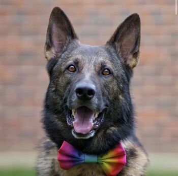 Rainbow Ombre Dog Bow Tie, 2 of 10