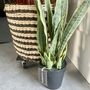 Artificial Sansevieria In Pot, thumbnail 4 of 7
