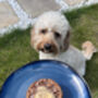 12 Pumpkin Spice Crumpets! Limited Edition For Autumn, thumbnail 7 of 8