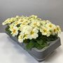 Flowering Plants Primrose 'Clotted Cream' 12 X Plants, thumbnail 4 of 6