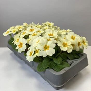 Flowering Plants Primrose 'Clotted Cream' 12 X Plants, 4 of 6