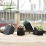 Black Cement Planter With Choice Of Plant, thumbnail 2 of 8