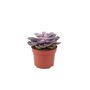 Echeveria Purple Pearl Succulent In 12cm Pot, thumbnail 2 of 7