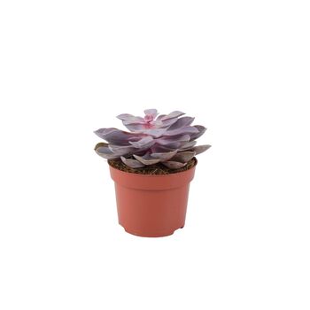 Echeveria Purple Pearl Succulent In 12cm Pot, 2 of 7