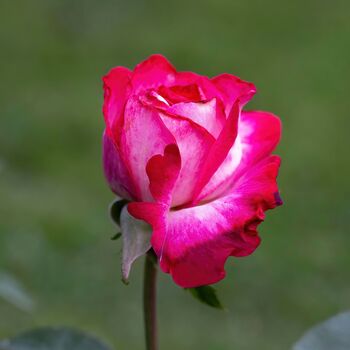 Rose Plants, 'Gaujard', Full Plants In 5 L Pots, 2 of 4