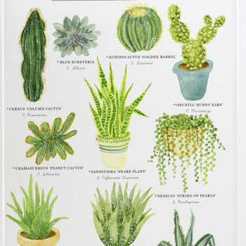 Cacti And Succulents Illustrated Giclée Print, 7 of 7