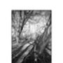 Shadowed Tree Iii, Suffolk Photographic Art Print, thumbnail 3 of 4