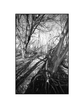 Shadowed Tree Iii, Suffolk Photographic Art Print, 3 of 4