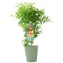 Citrus Clementine Tree – 5 L Pot Fruiting Plant, thumbnail 4 of 5