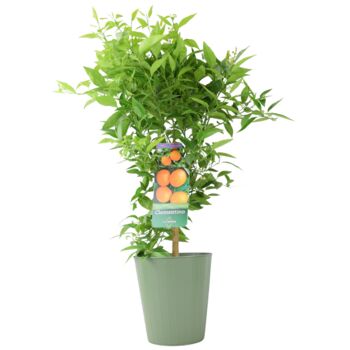 Citrus Clementine Tree – 5 L Pot Fruiting Plant, 4 of 5