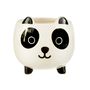 Cute Panda Planter With Choice Of Plants, thumbnail 3 of 4