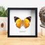 Blomfild's Beauty Dorsal Insect Bug Moth Butterfly Box Frame Entomology Taxidermy Interior Design Modern Home Decor Wall Hanging Display Gift Ornament, thumbnail 1 of 3