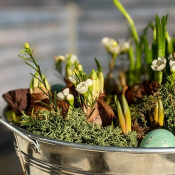 Spring Bulbs Zinc Planter Gift Wrapped, 4 of 9