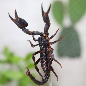 Giant Forest Scorpion Insect Bug Entomology Taxidermy Bell Jar, 2 of 4