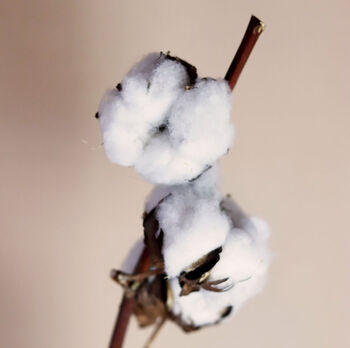 Natural Dried Cotton Ball Long Stem, 3 of 3