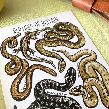 Reptiles Of Britain Watercolour Postcard, 7 of 10