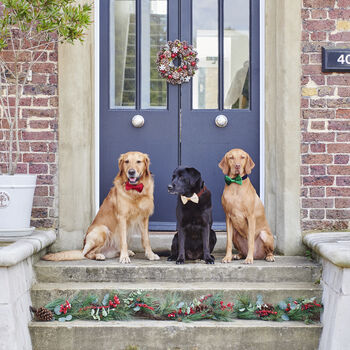 Luxury Christmas Dog Gift Hamper With Artisan Treats, 8 of 12