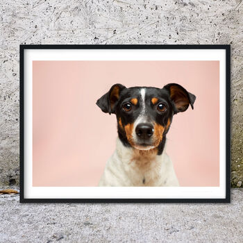 Jack Russell Photography Print, 2 of 2