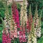 Happy Mothers Day Cottage Garden Seed Kit, thumbnail 8 of 10