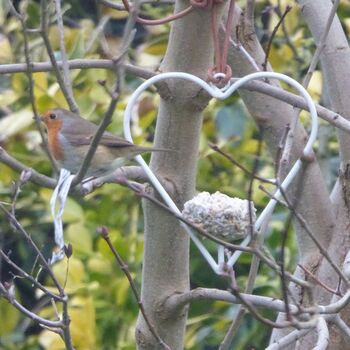 Heart Shaped Bird Feeder With Flower Seeds, 9 of 9