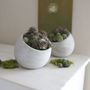 Whitewashed Cement Plant Pot, thumbnail 2 of 2