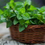 Mint Plants 'Peppermint' One Full Plant In 9cm Pot, thumbnail 1 of 7