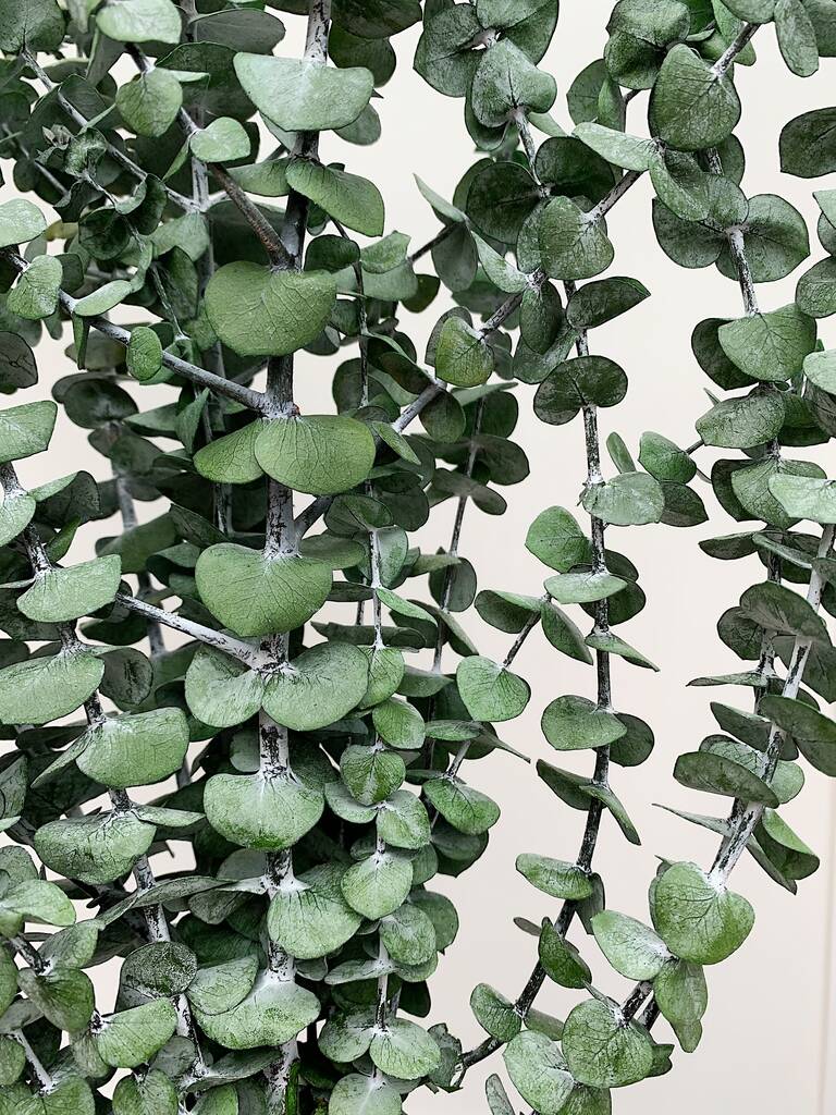 real preserved eucalyptus foliage by shida preserved flowers