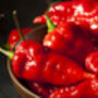 Chilli Plants, Ghost Chilli 'Bhut Jolokia', thumbnail 8 of 9