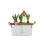 Christmas Hyacinth Trough – Fragrant Festive Display, thumbnail 4 of 6