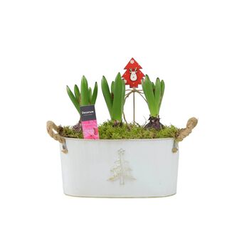Christmas Hyacinth Trough – Fragrant Festive Display, 4 of 6